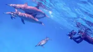 Shaab Samadai dolphin house trip