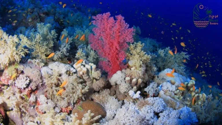 Guide for diving in marsa alam 2025 - Marsa Alam Dugong diving 5 Elphinstone Reef in Marsa Alam