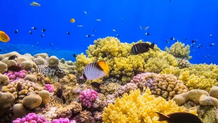 Guide for diving in marsa alam 2025 - Marsa Alam Dugong diving 2 Marsa Mubarak Reef