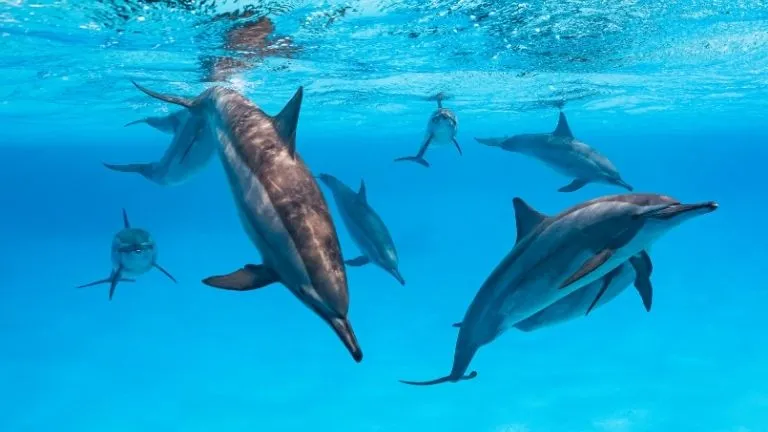 Guide for diving in marsa alam 2025 - Marsa Alam Dugong diving 4 Sataya Reef Dolphin House Marsa Alam