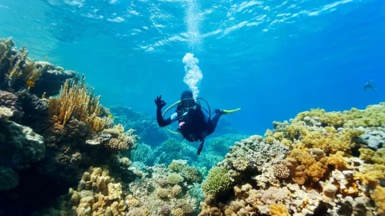 diving in marsa alam - Marsa Alam Dugong diving - diving marsa alam egypt - scuba marsa alam - Abu dabbab snorkeling