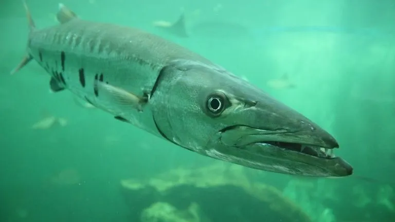 Discover types of fish in the red sea 9 Barracuda in the red sea