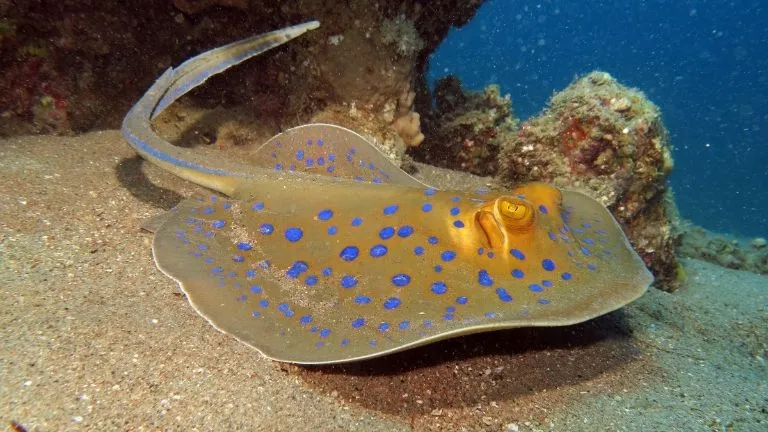 Discover types of fish in the red sea 15 Blue-Spotted Stingrays in the red sea