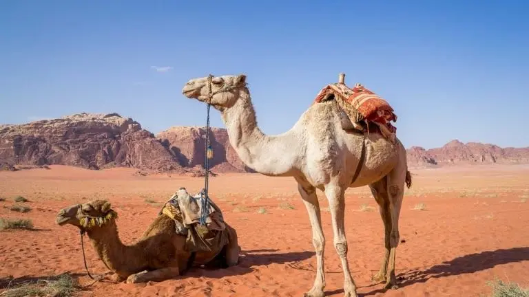 Best things to do in Aswan 2025 16 Camel Ride