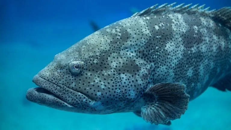 Discover types of fish in the red sea 6 Groupers in the red sea
