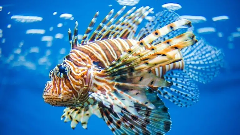 Discover types of fish in the red sea 13 Lionfish in the red sea