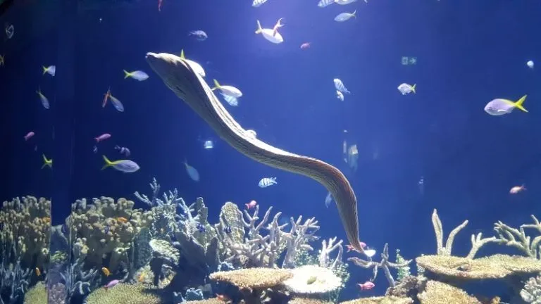 Discover types of fish in the red sea 11 Moray Eels in the red sea