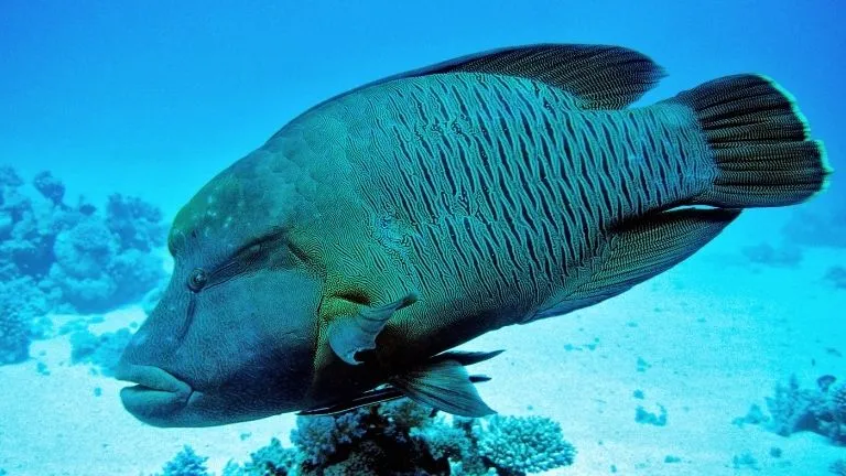 Discover types of fish in the red sea 10 Napoleon Wrasse in the red sea