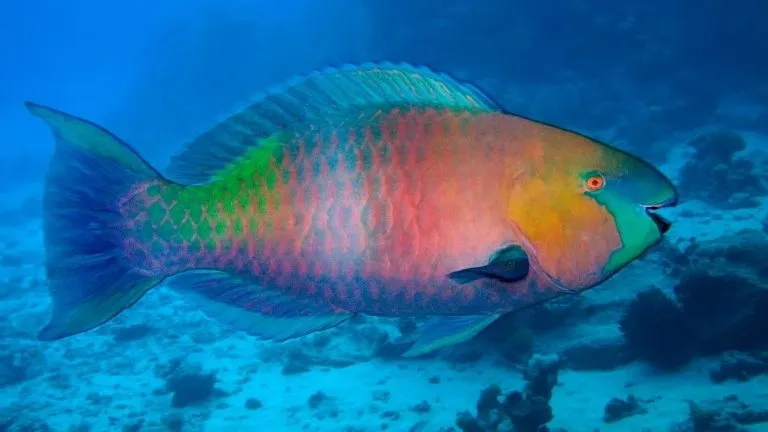 Discover types of fish in the red sea 5 Parrotfish in the red sea