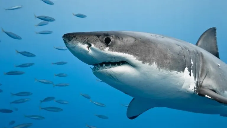 Discover types of fish in the red sea 12 Sharks in the red sea