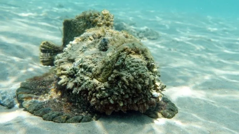 Discover types of fish in the red sea 14 Stonefish in the red sea