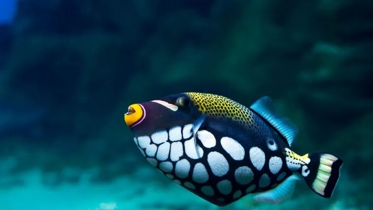 Discover types of fish in the red sea 8 Triggerfish in the red sea