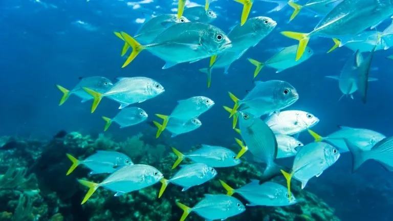 types of fish in the red sea