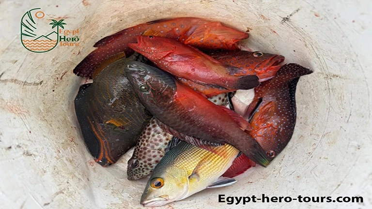 Fishing boat trip in Marsa Alam