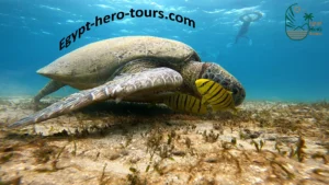 Marsa Mubarak snorkeling trip from Hurghada