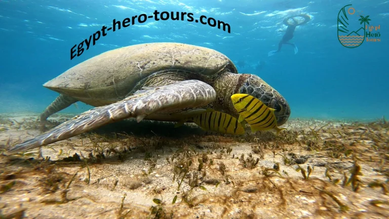 Marsa Mubarak snorkeling trip from Hurghada